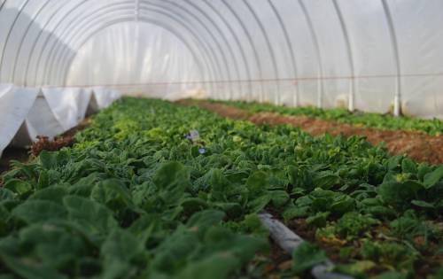 Spinach tunnel in early Spring
